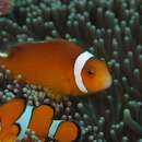 Image of Thielle&#39;s anemonefish