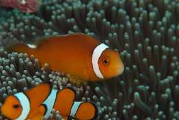 Image of Thielle&#39;s anemonefish