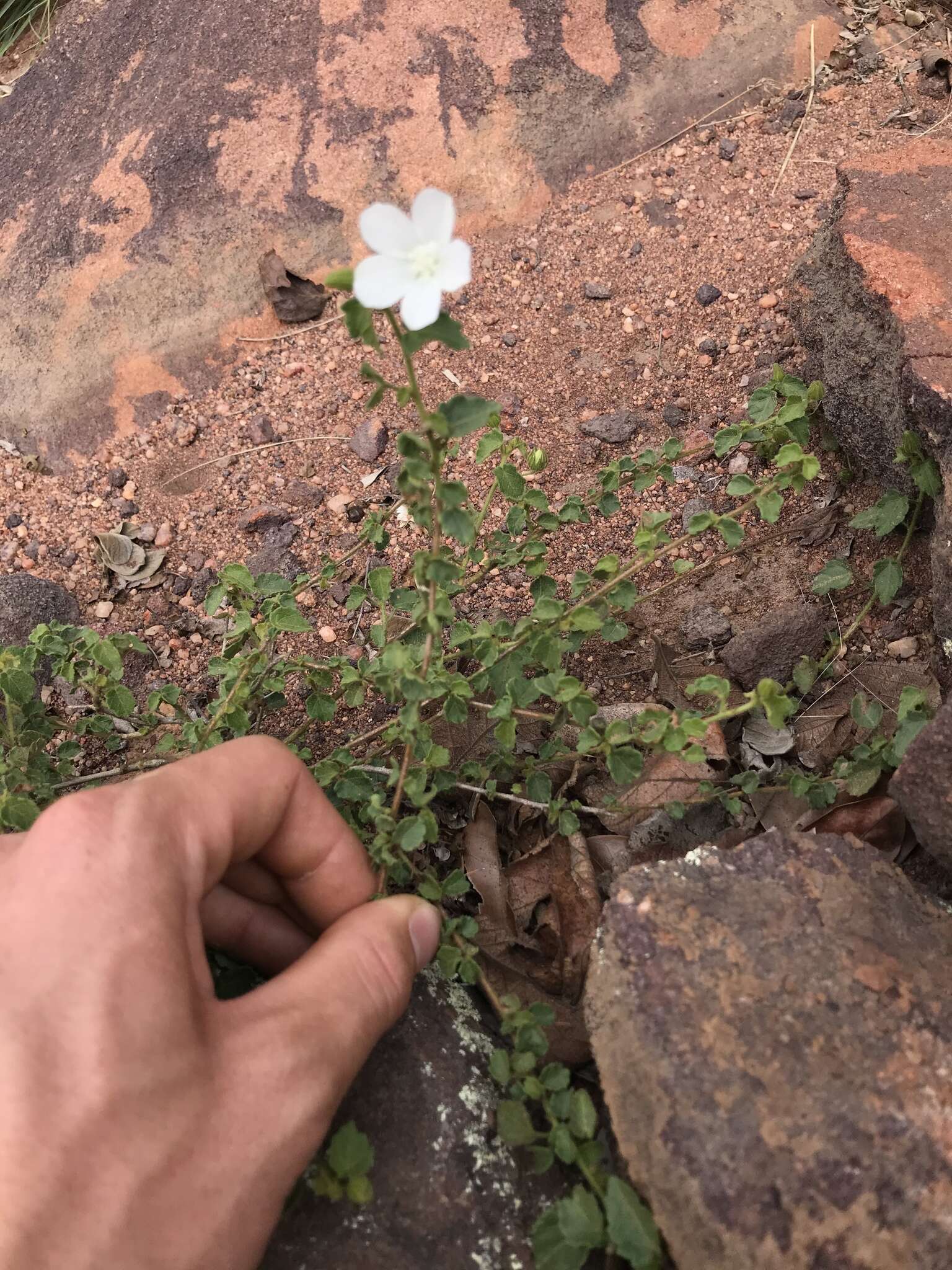 Imagem de Pavonia leptocalyx (Sond.) Ulbr.