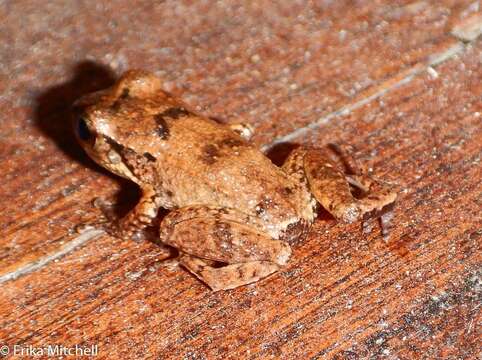 Eleutherodactylus johnstonei Barbour 1914 resmi