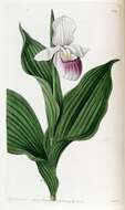 Image of Showy lady's slipper