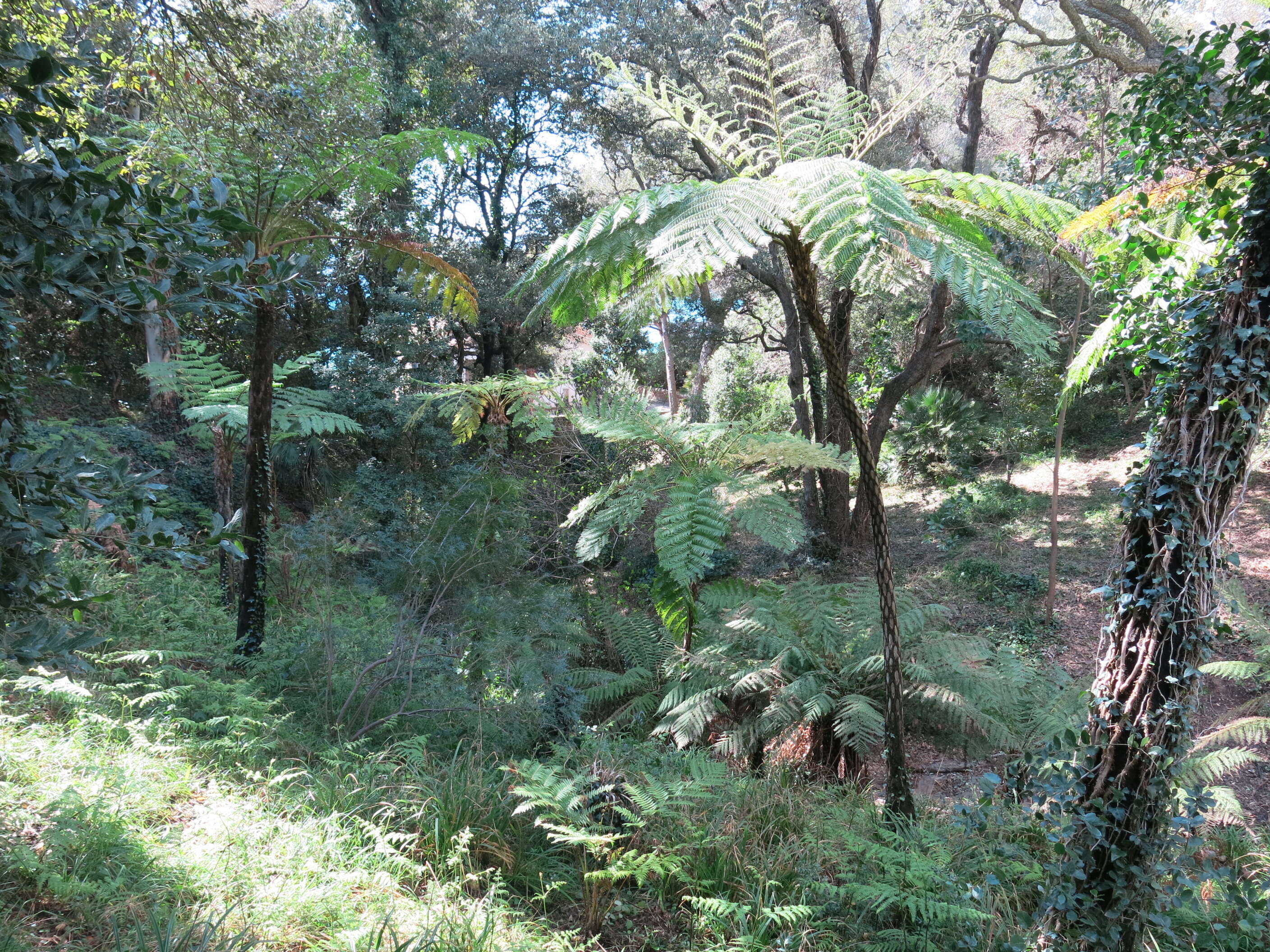 Image of Tree Fern Black