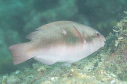 Image of Big belly Parrotfish