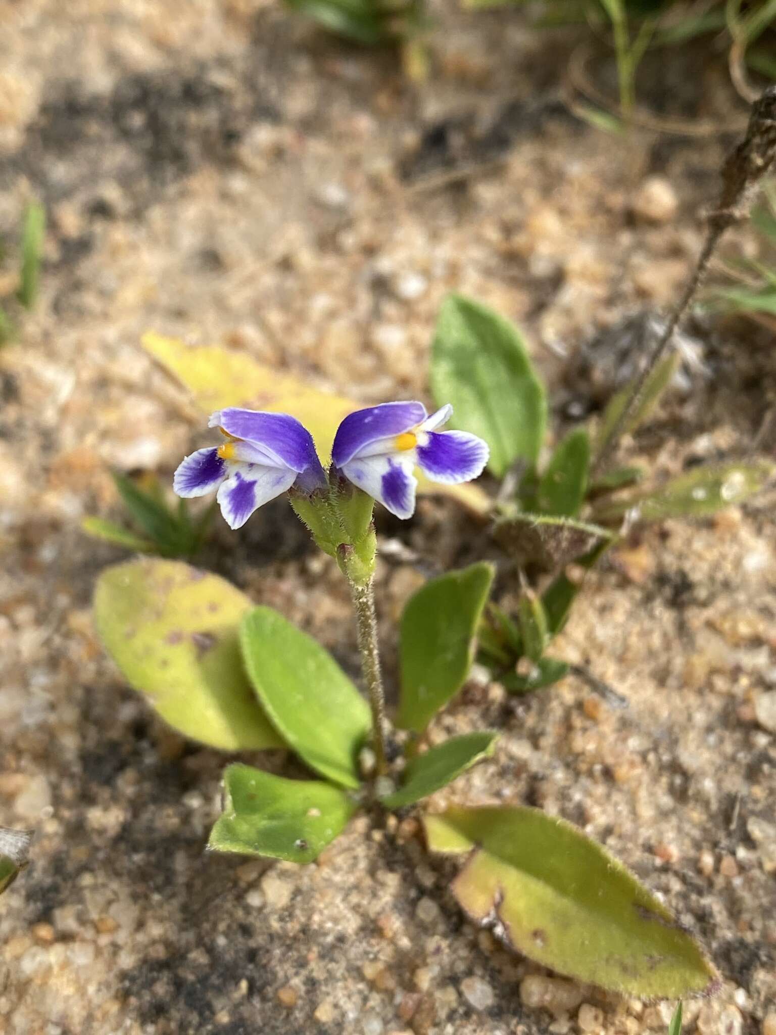 Imagem de Craterostigma plantagineum Hochst.