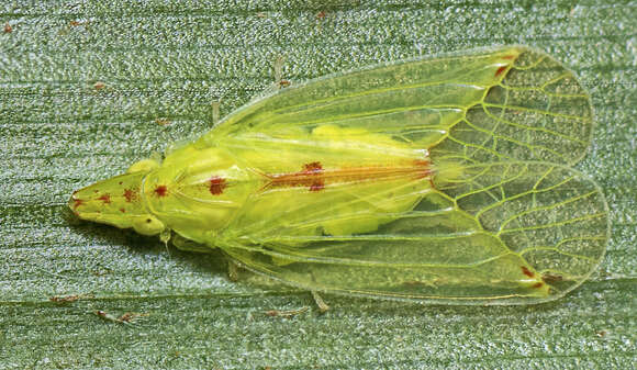 Image of Tambinia sexmaculata Wang & Liang 2011