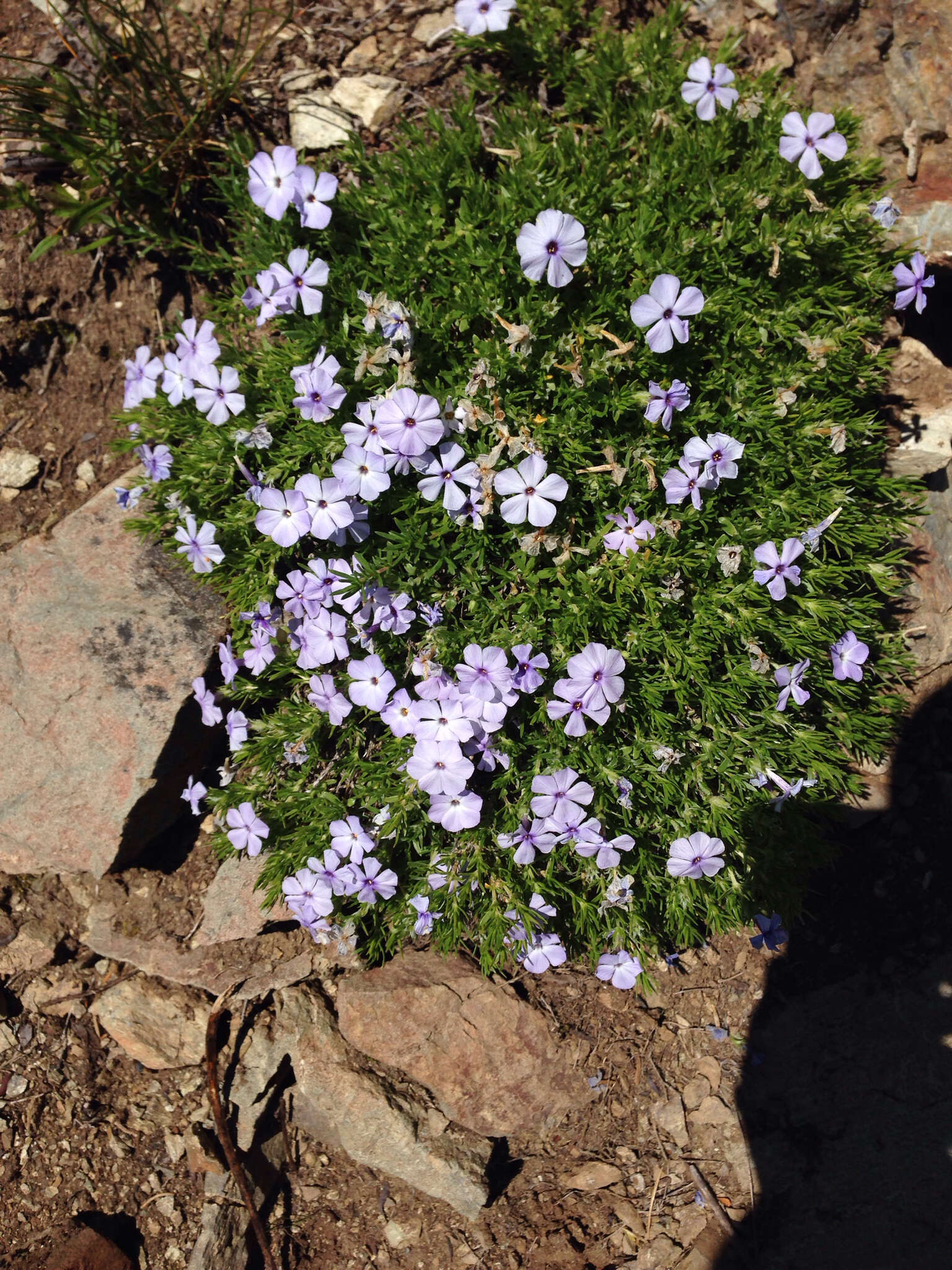 Imagem de Phlox diffusa Benth.