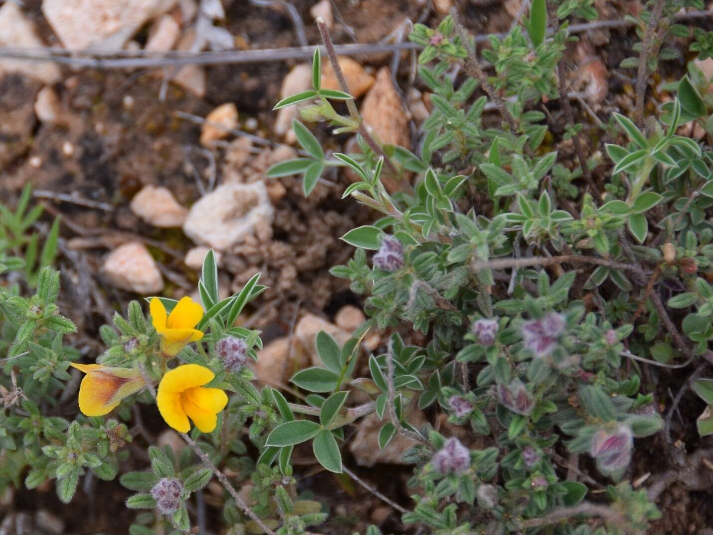 Image of Argyrolobium zanonii (Turra) P. W. Ball