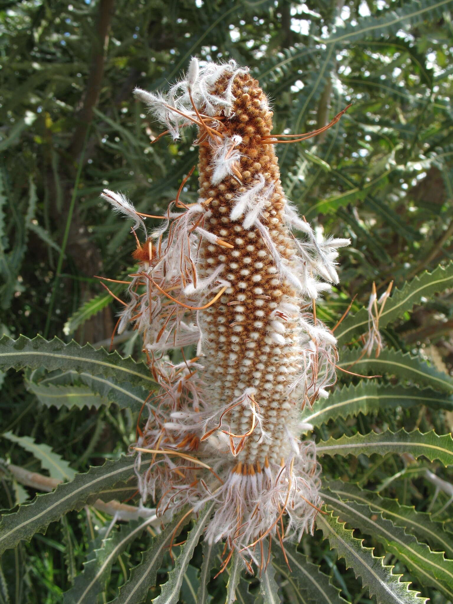 Image of Banksia prionotes Lindl.