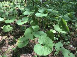 Image of Bog rhubarb