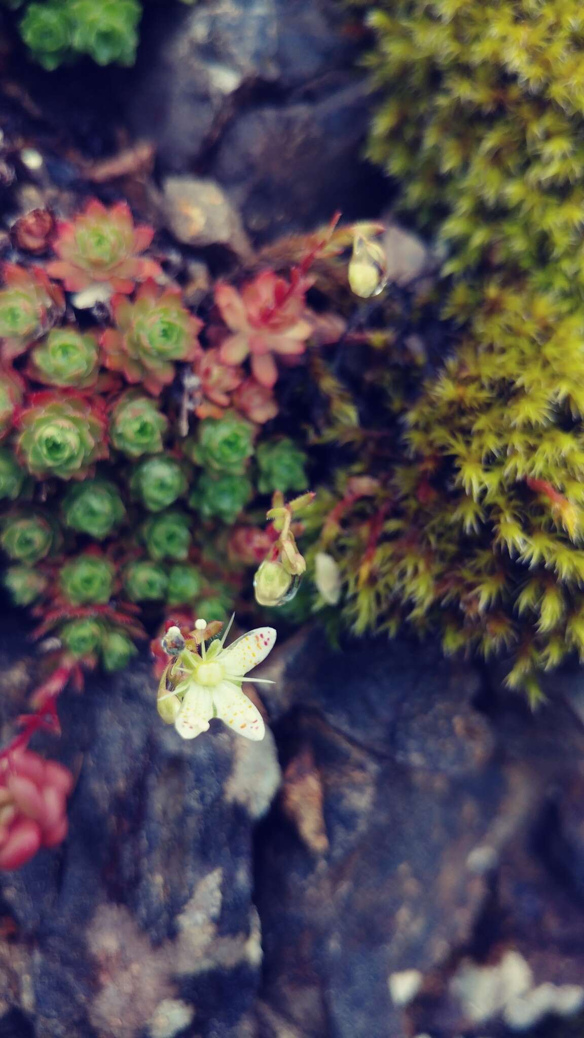 Image of Yellow-Dot Saxifrage