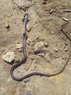 Image of Elegant Sand Racer