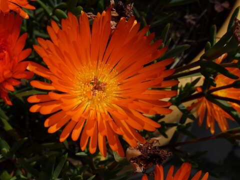 Image of Lampranthus glaucoides (Haw.) N. E. Br.