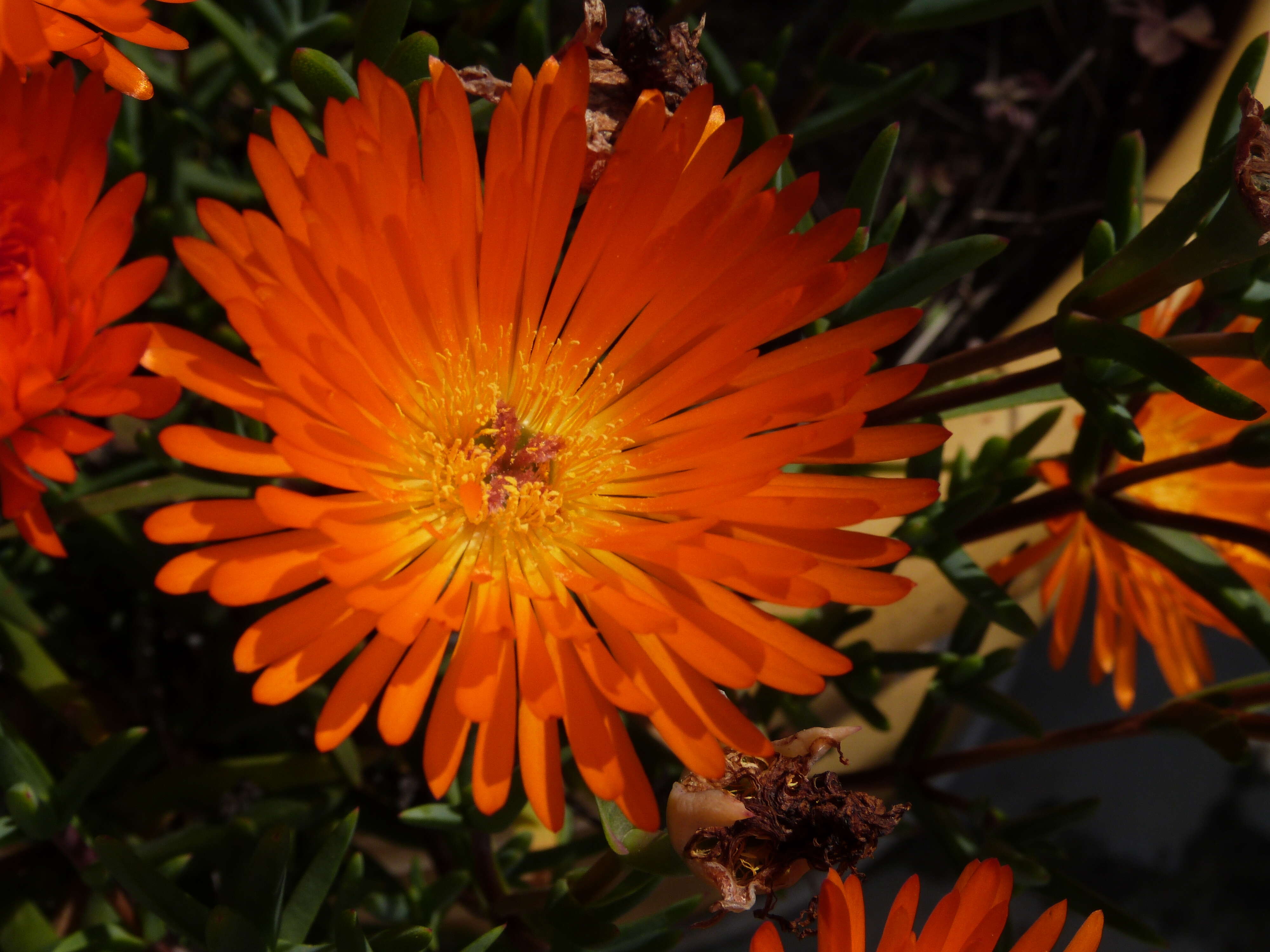 صورة Lampranthus glaucoides (Haw.) N. E. Br.