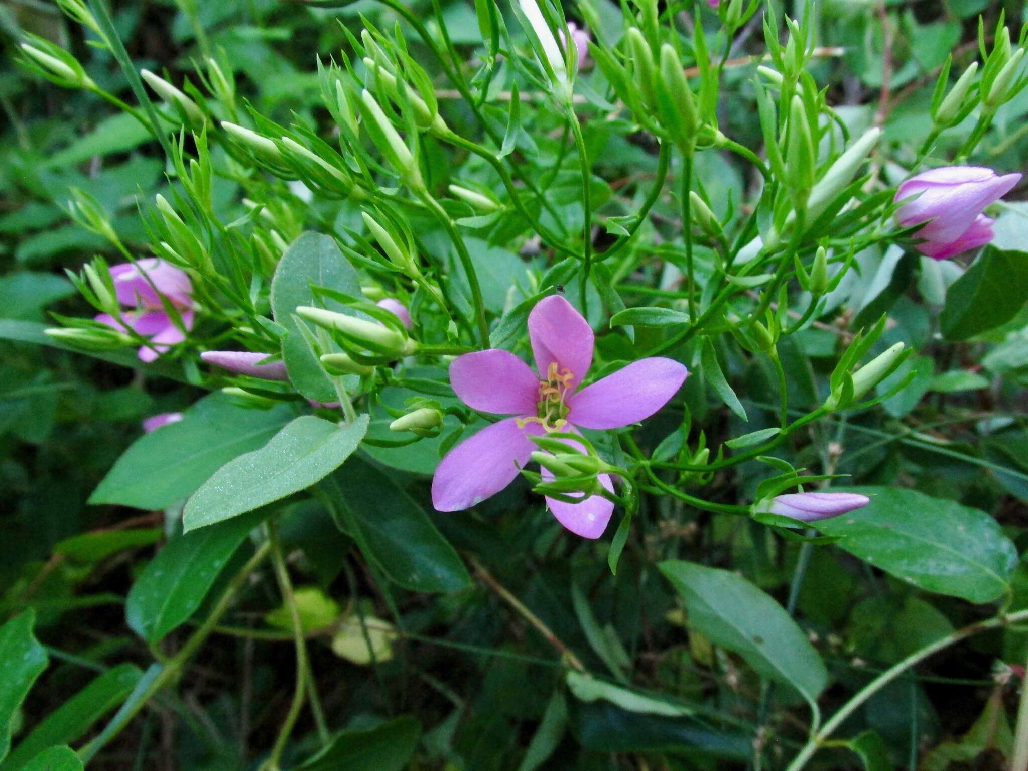 Imagem de Sabatia angularis (L.) Pursh