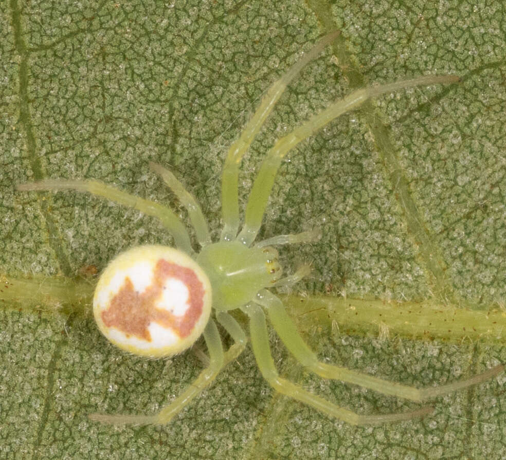 Sivun Araneus niveus (Hentz 1847) kuva