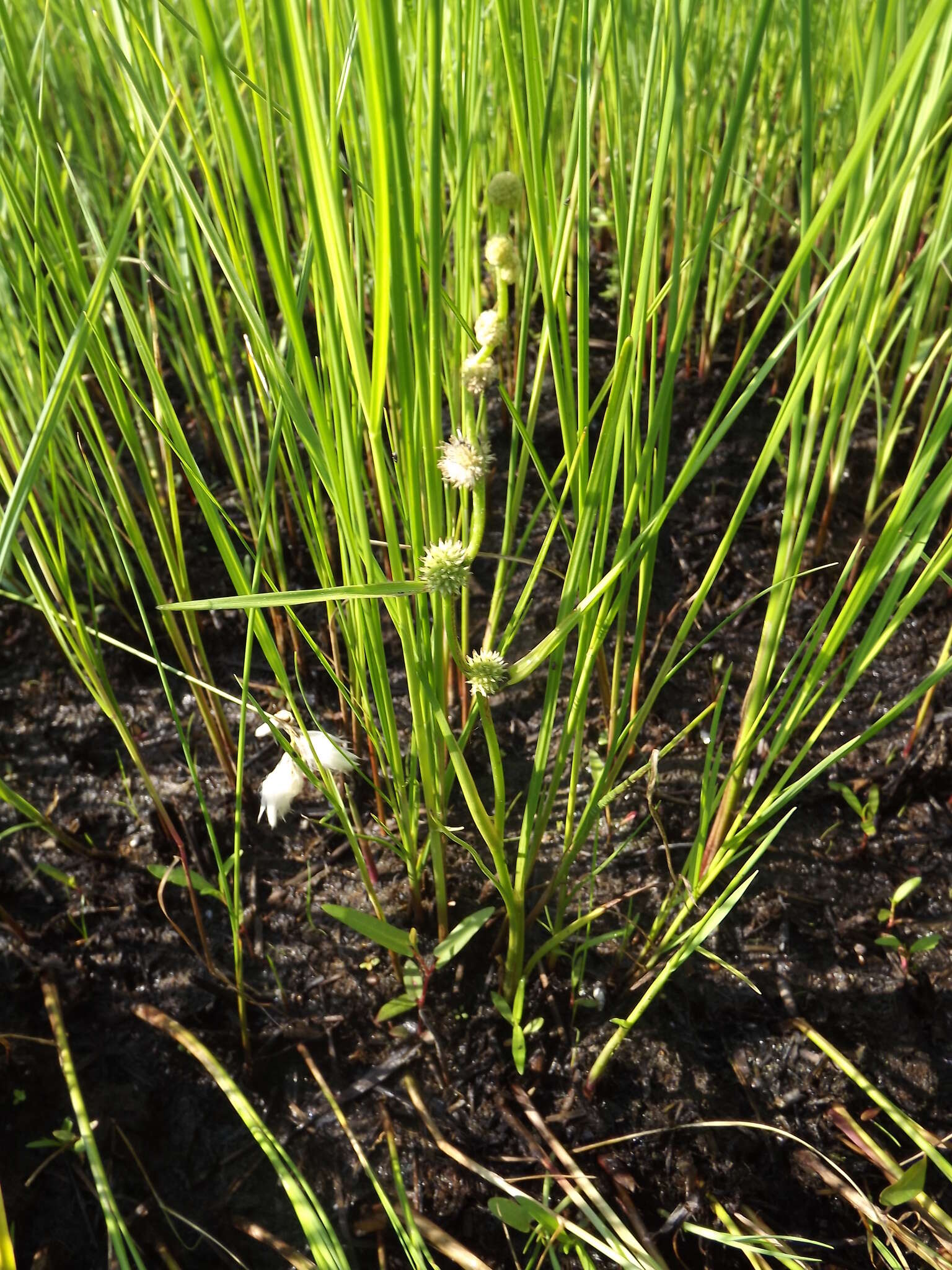 Sivun Sparganium subglobosum Morong kuva