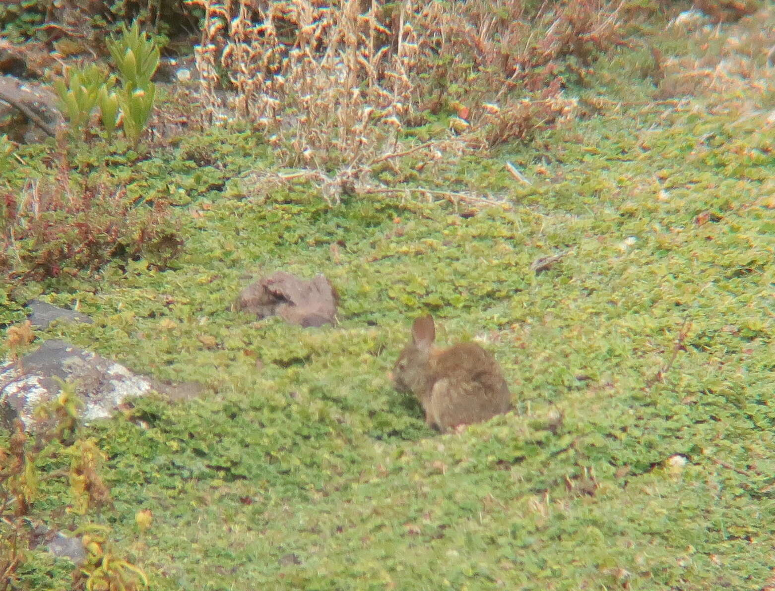 Image of Andean tapeti