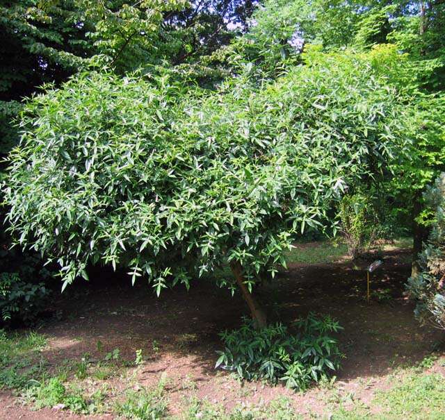 Image of Prickly-ash