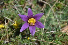 Image of European pasqueflower