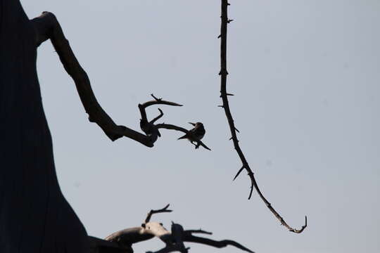 Image of Plumbeous Vireo