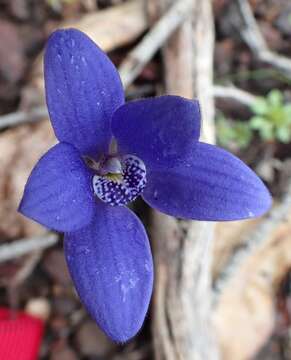 Image of Caladenia gemmata Lindl.