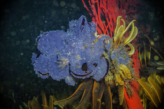 Image of Encrusting turret sponge