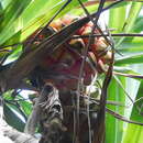 Image de Pandanus boninensis Warb.