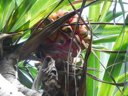 Image of Pandanus boninensis Warb.