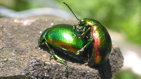 Image of Chrysolina graminis