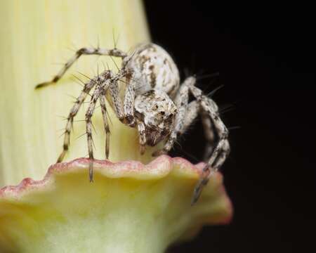 Image of Western Lynx Spider