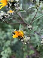 Image of Aldama buddlejiformis (DC.) E. E. Schill. & Panero