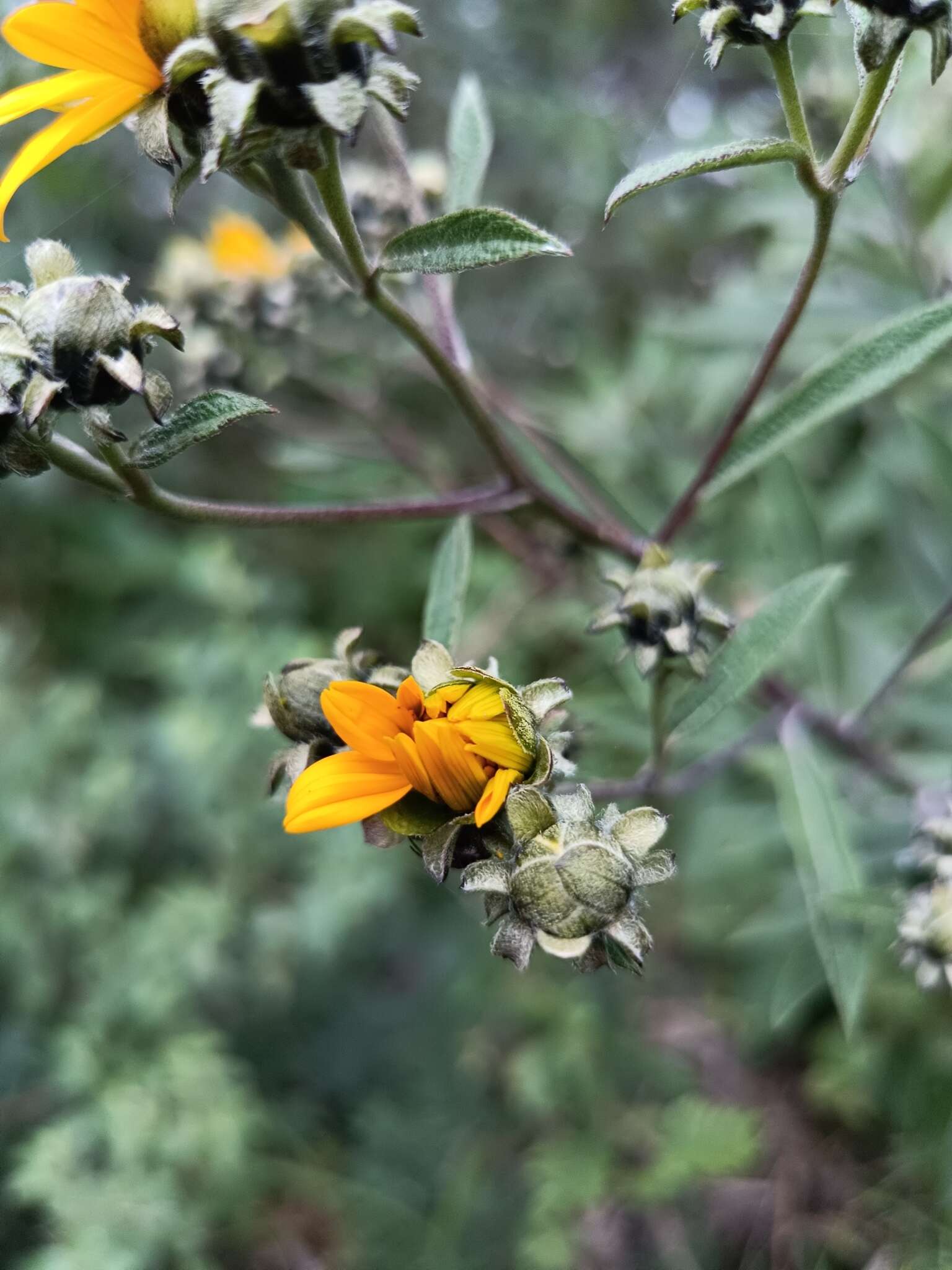 Image of Aldama buddlejiformis (DC.) E. E. Schill. & Panero