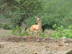 Image of Chinkara