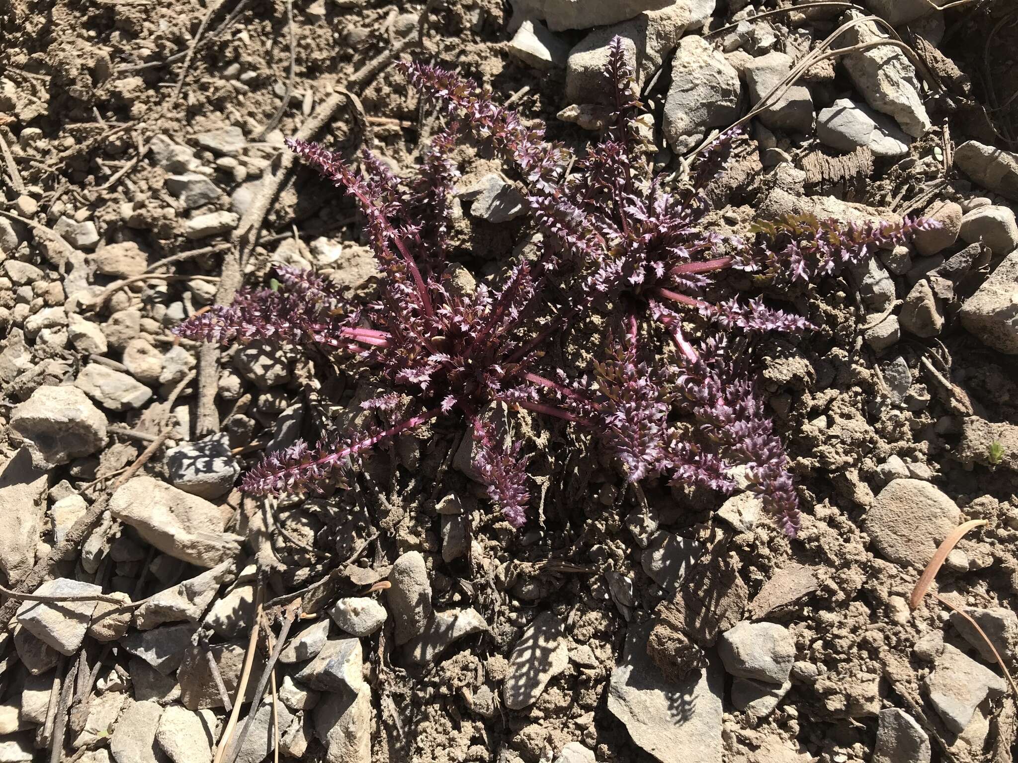 صورة Pedicularis semibarbata var. charlestonensis Pennell & Clokey