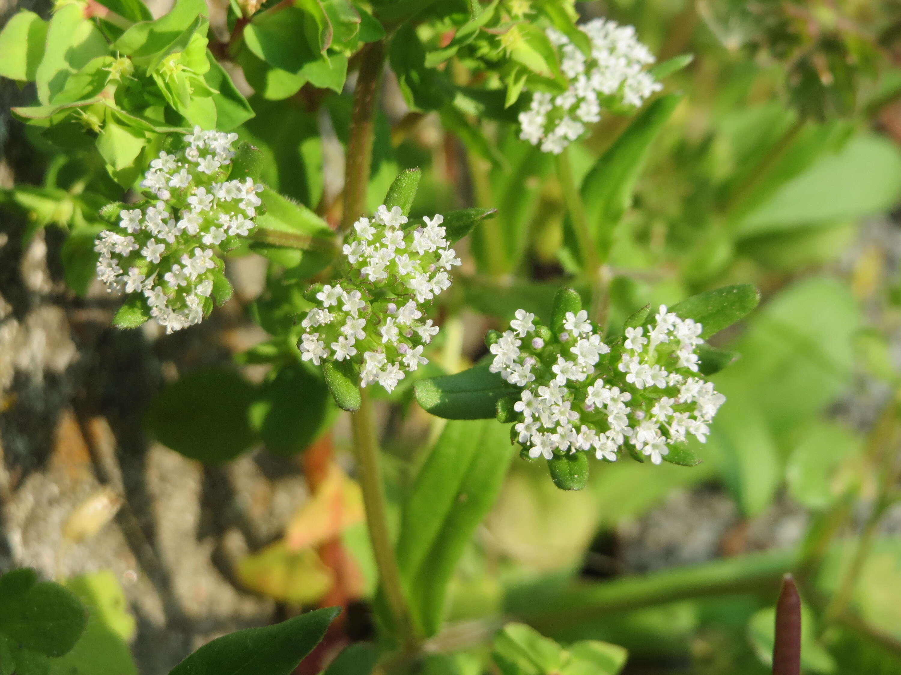 Image of Lewiston cornsalad