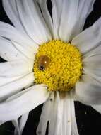 Image of Western Blood-Red Lady Beetle