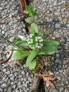 Image of Lewiston cornsalad