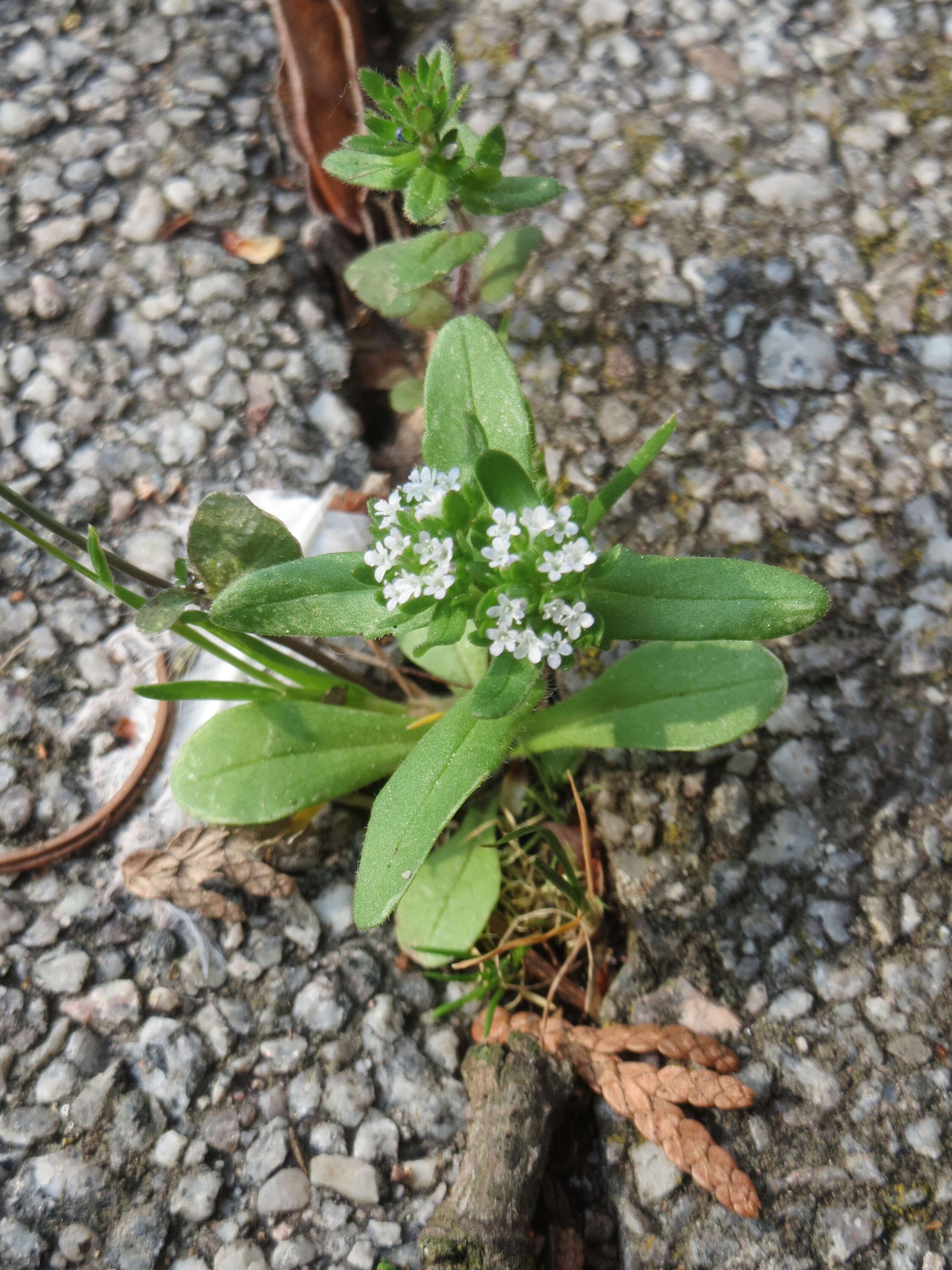 Image of Lewiston cornsalad