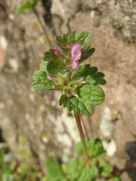 Image of common henbit