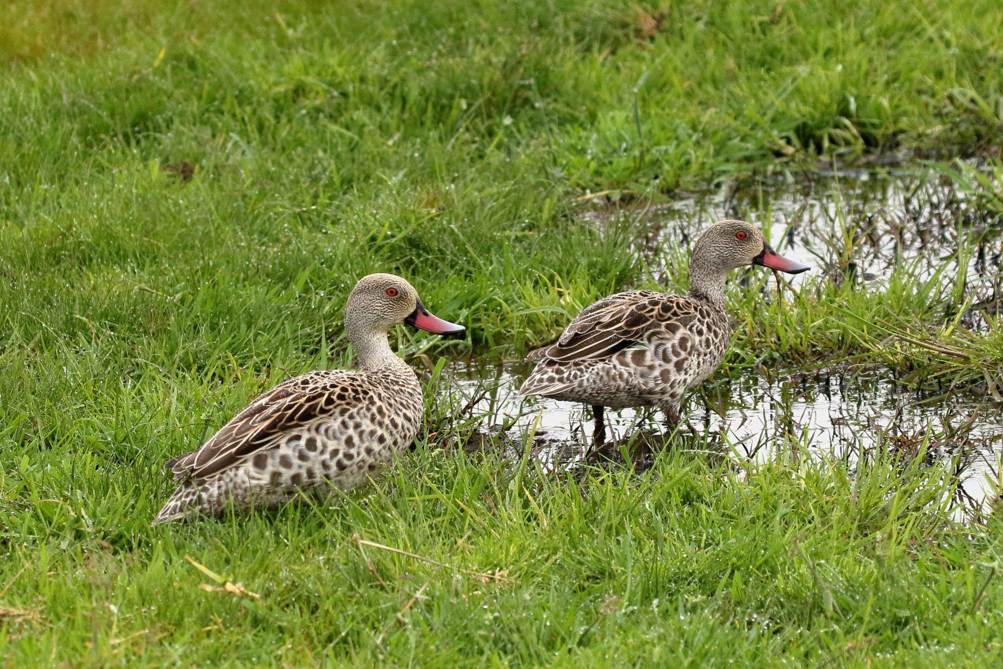 Image of Cape Teal