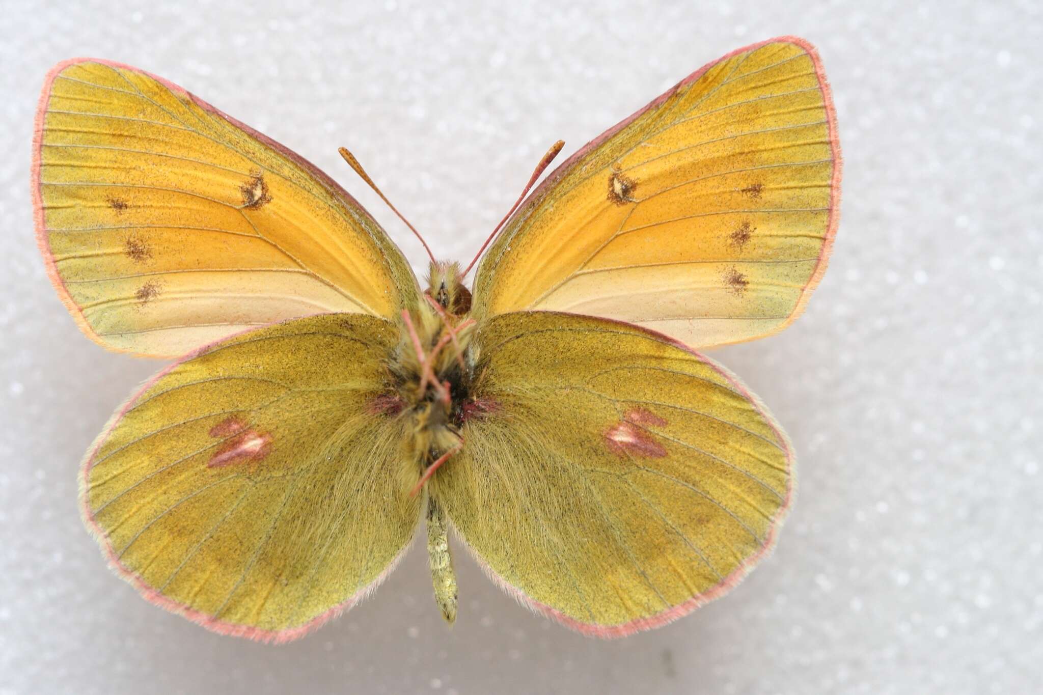 صورة Colias staudingeri Alphéraky 1881