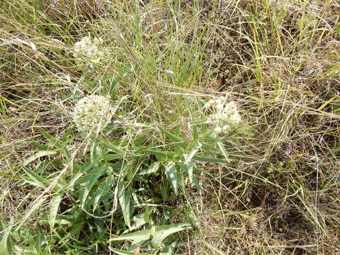 Image of Asclepias asperula subsp. capricornu (Woods.) Woods.