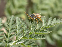 Image of Nomada bifasciata Olivier 1811