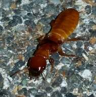 Image of Pacific Dampwood Termite