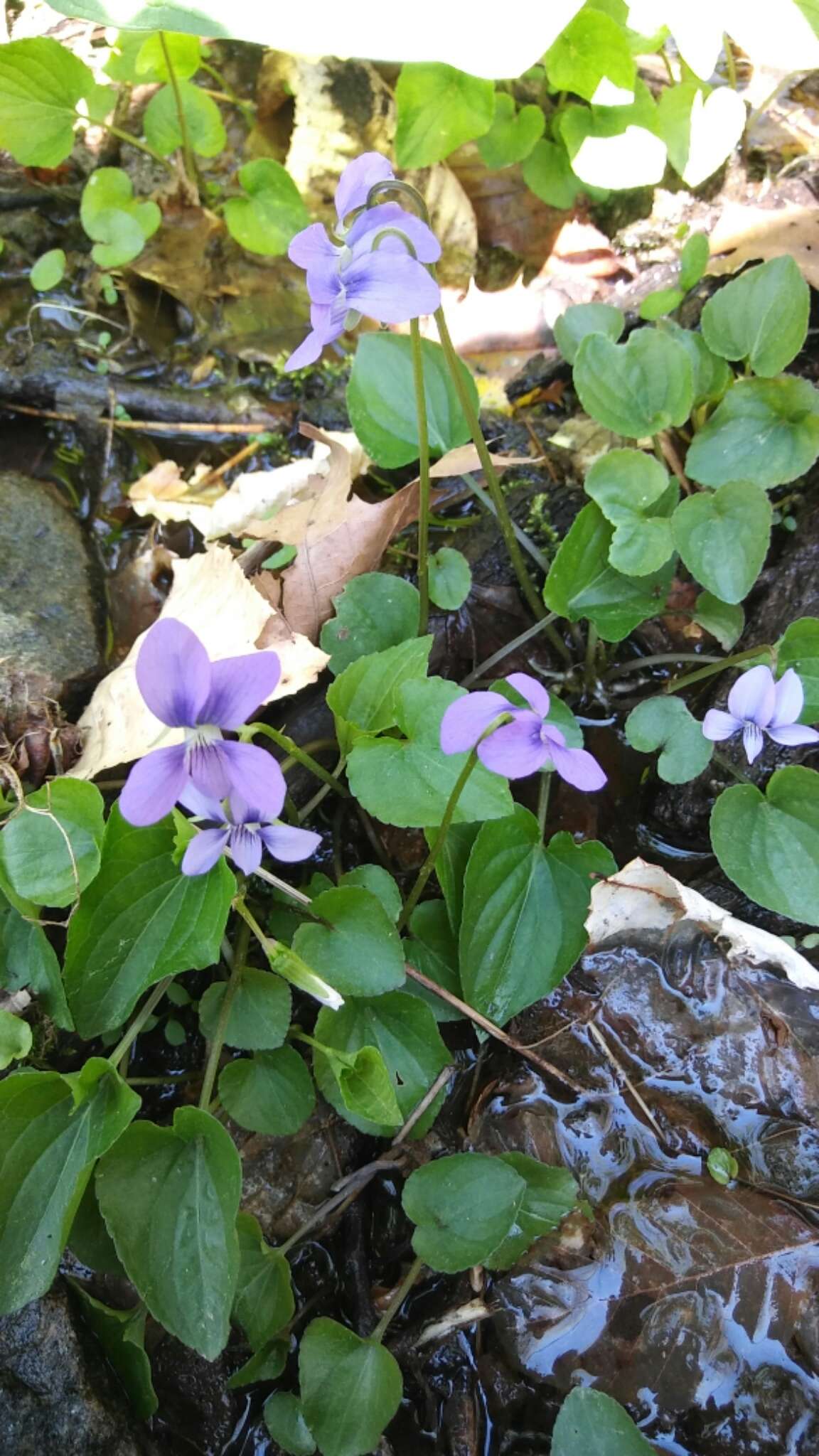 Слика од Viola cucullata Ait.