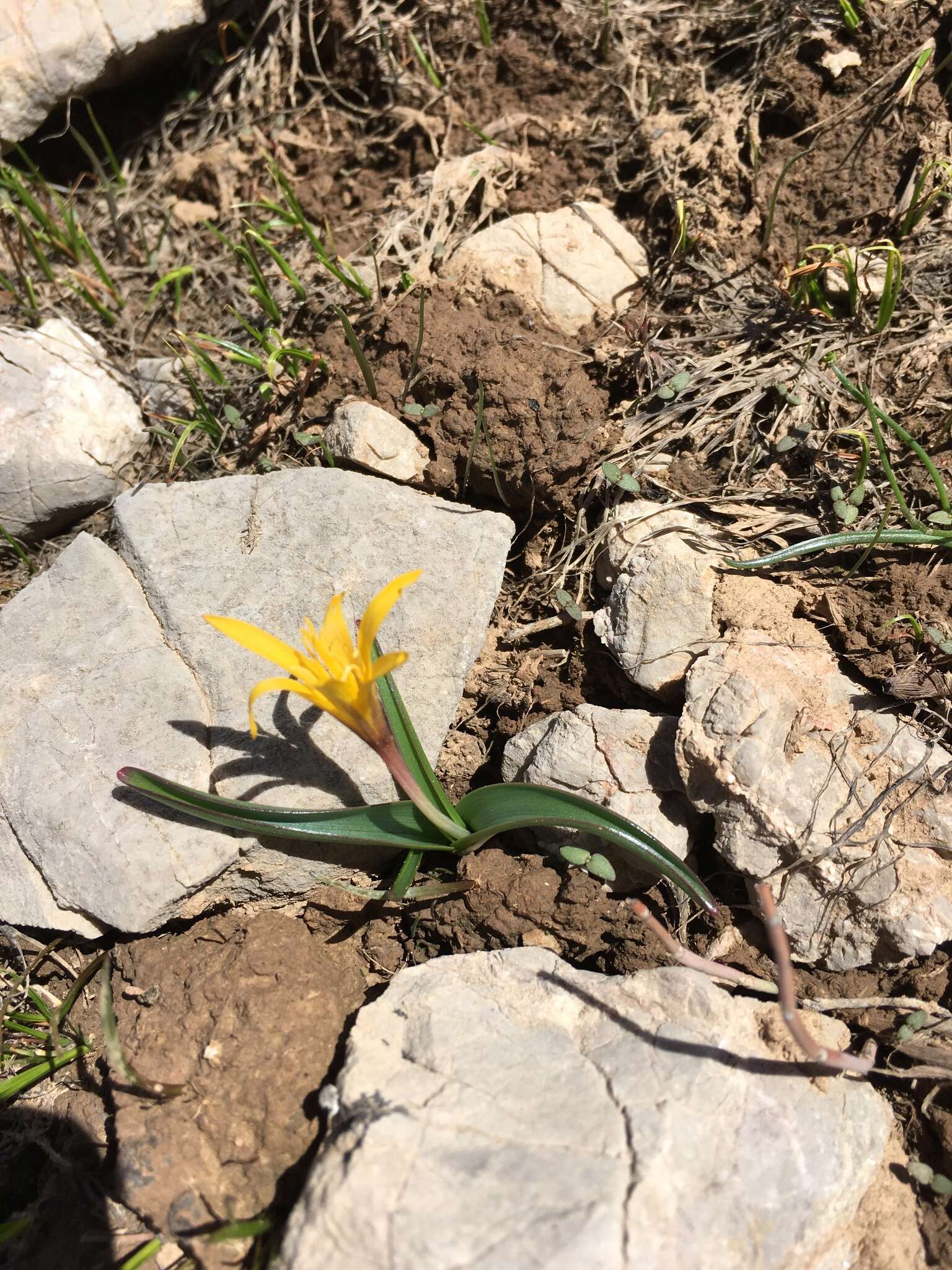 Image of Colchicum luteum Baker