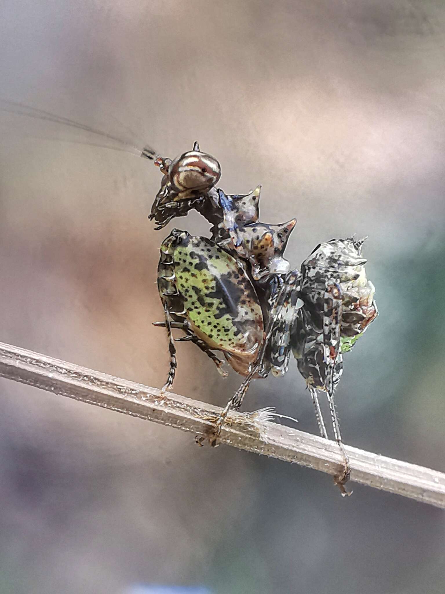 Plancia ëd Pachymantis bicingulata de Haan 1842