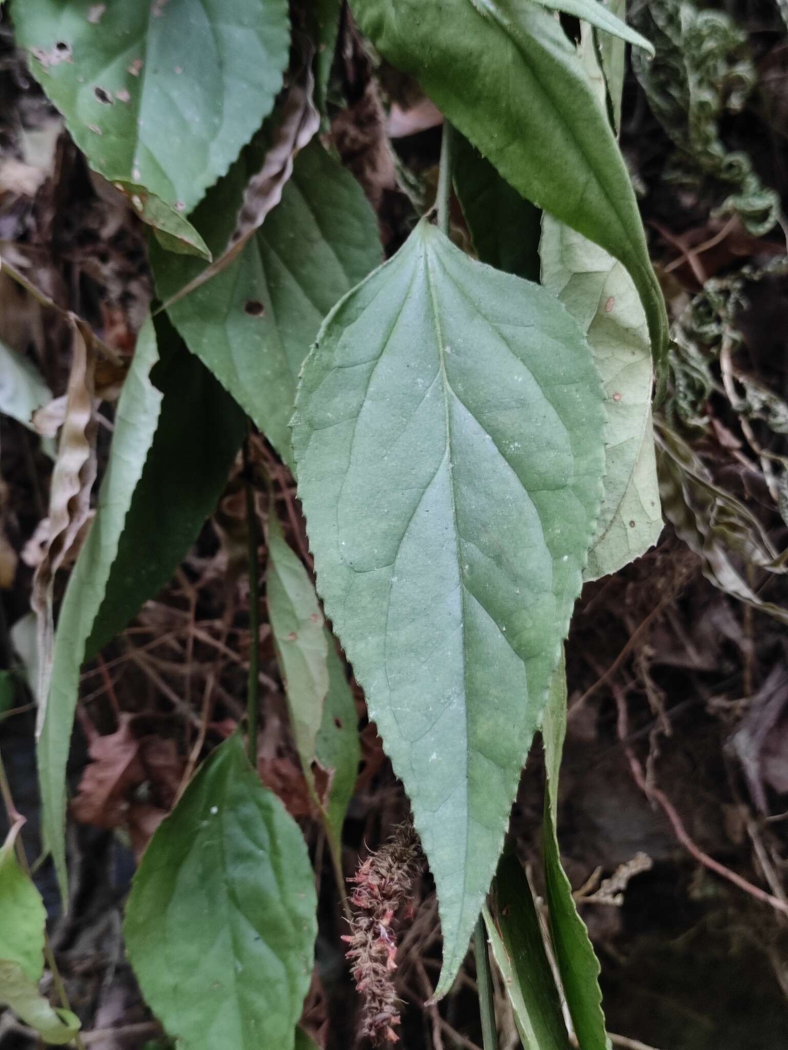 Image de Veronicastrum robustum (Diels) D. Y. Hong