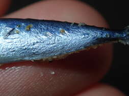 Image of Blue Mackerel