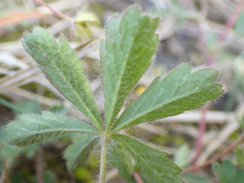 Image of Potentilla heptaphylla L.